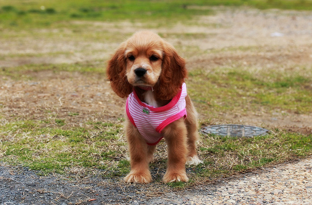 κόκερ σπάνιελ κουτάβια