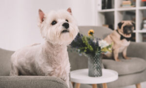 Read more about the article Μικρά σκυλιά για μέσα στο σπίτι: Ανακαλύψτε ράτσες ιδανικές για διαμέρισμα!