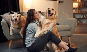 Read more about the article <strong>Μεγαλόσωμα σκυλιά για σπίτι – και όμως γίνεται!</strong>